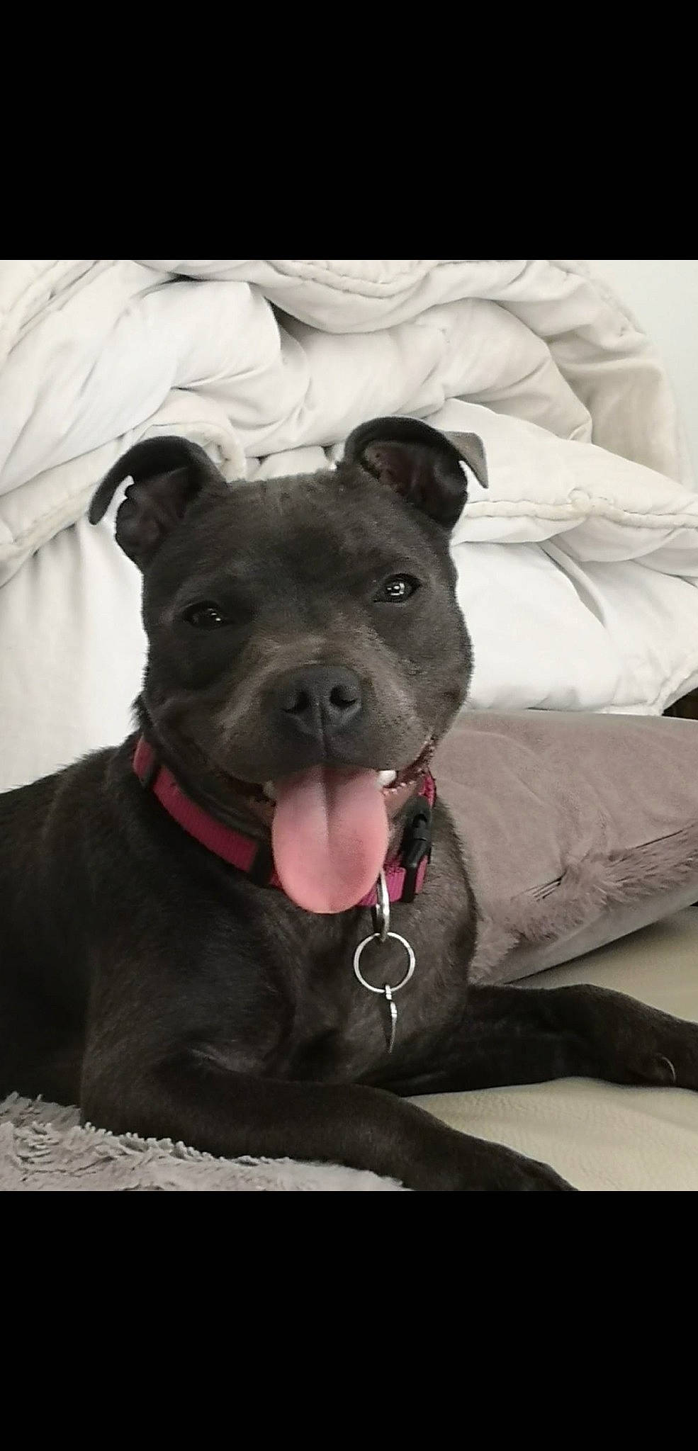 Sidney a rejoint le concours — aidez-le/la à gagner de superbes lots ! canidae, carnivore, collar, comfort, companion_dog, couch, dog, dog_breed, dog_collar, ear, fashion_accessory, fawn, fur, puppy, snout, sporting_group, terrestrial_animal, toy_dog, whiskers, working_animal