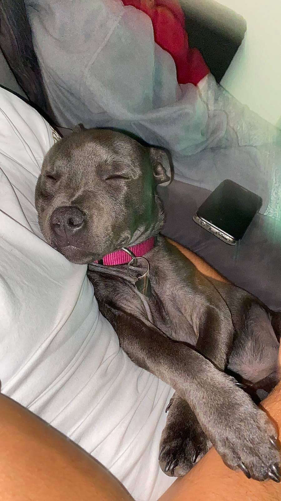 Sidney participe au concours pour gagner de l'argent avec cette photo : auto_part, car, car_seat, car_seat_cover, carnivore, collar, comfort, companion_dog, dog, dog_breed, dog_collar, dog_supply, fawn, grey, liver, snout, sporting_group, vehicle, whiskers, working_animal