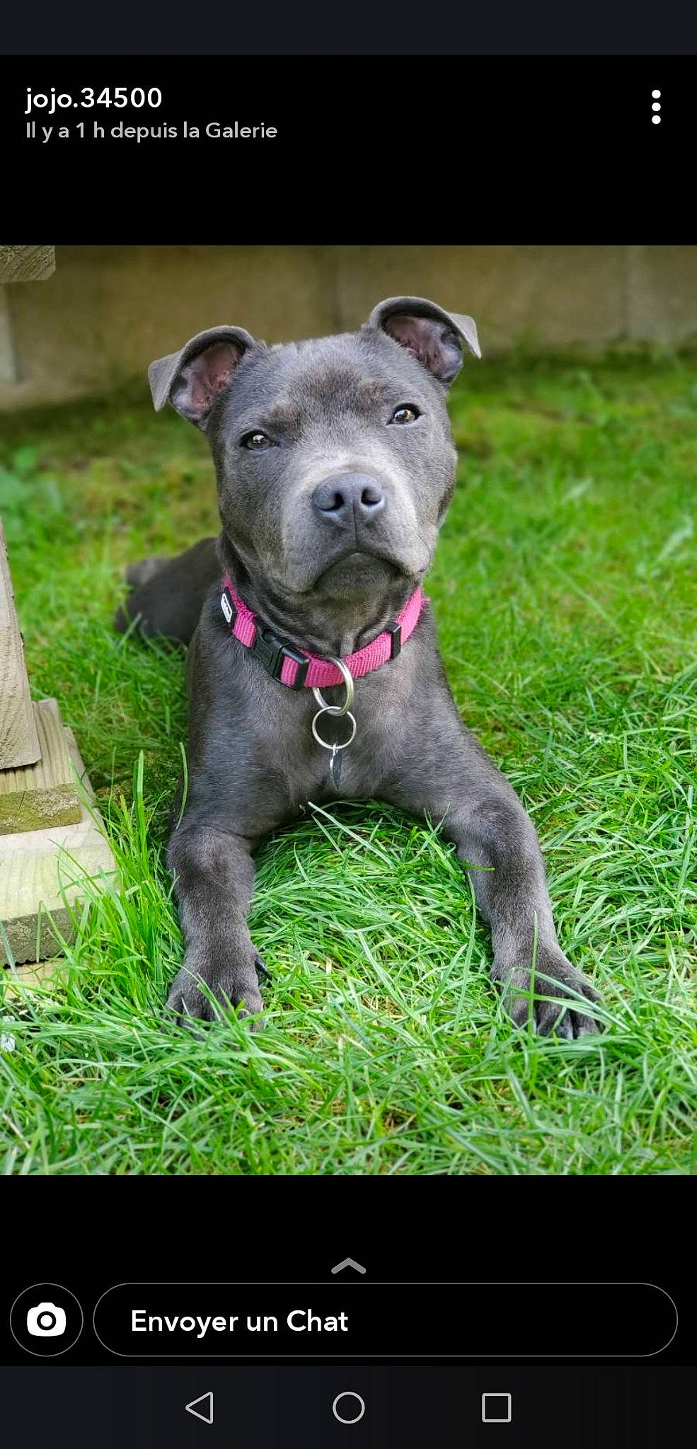 Sidney a rejoint le concours — aidez-le/la à gagner de superbes lots ! canidae, carnivore, collar, companion_dog, dog, dog_breed, dog_collar, fawn, grass, non_sporting_group, pet_supply, plant, sculpture, snout, sporting_group, tail, terrestrial_animal, whiskers, working_animal, working_dog