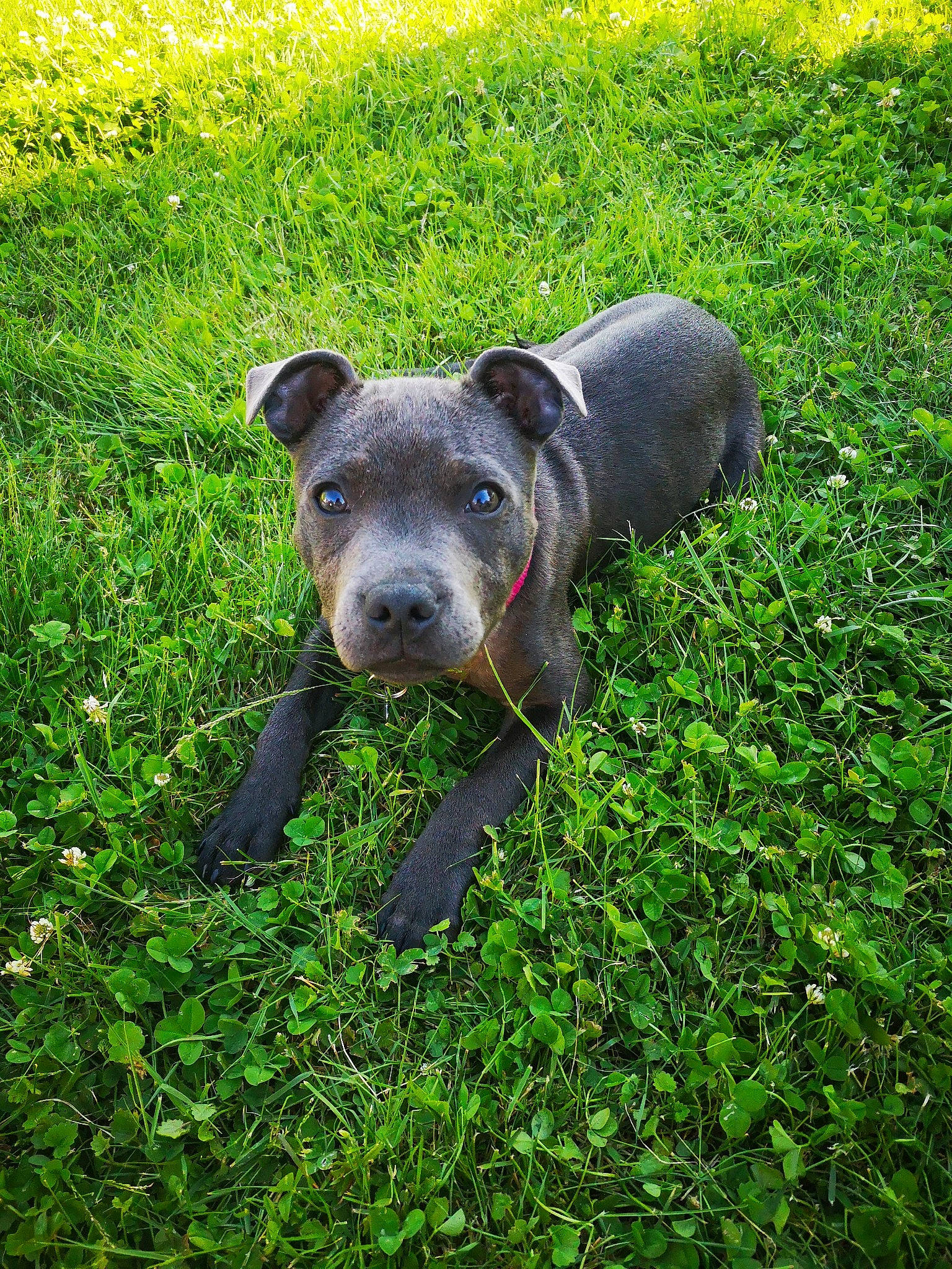 Sidney participe au concours pour gagner de l'argent avec cette photo : canidae, carnivore, companion_dog, dog_breed, grass, grass_family, grassland, groundcover, lawn, natural_landscape, pasture, plant, prairie, sculpture, shrub, snout, tail, terrestrial_animal, toy, working_animal