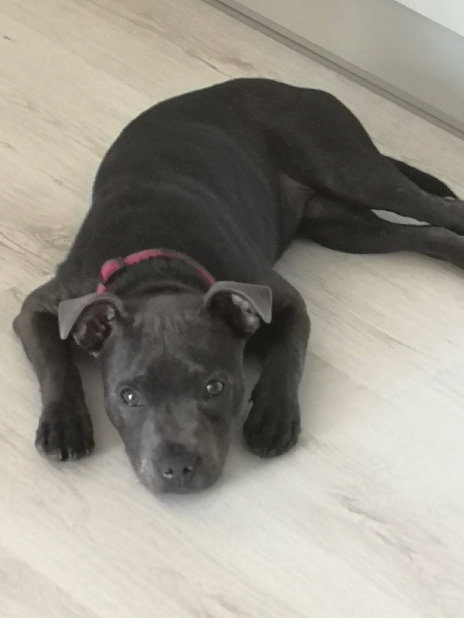 Sidney a rejoint le concours — aidez-le/la à gagner de superbes lots ! borador, canidae, carnivore, comfort, companion_dog, dog, dog_breed, fawn, floor, flooring, fur, paw, pet_supply, snout, sporting_group, tail, terrestrial_animal, toy_dog, whiskers, working_animal