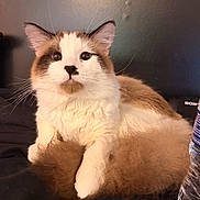 Shroom joined the competition — help win amazing prizes! cat, fluffy, cute, pet, animal, feline, indoor, relaxed, resting, fur, whiskers, ears, face, eyes, nose, tail, domestic, curious, soft, water_bottle