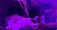 Shroom is registered to the contest to win money with this photo: cat, cat_tree, indoor, purple_light, furniture, lounge, pet, animal, fur, relaxation, window, mannequin, storefront, brand_name, fashion, resting, paw, whiskers, sleeping, cozy