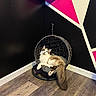 cat, hanging_chair, basket_chair, fur, fluffy, indoor, wood_floor, black_wall, geometric_art, pink_shape, white_shape, purple_shape, relaxing, pet, animal, corner, modern, furniture, cozy, resting