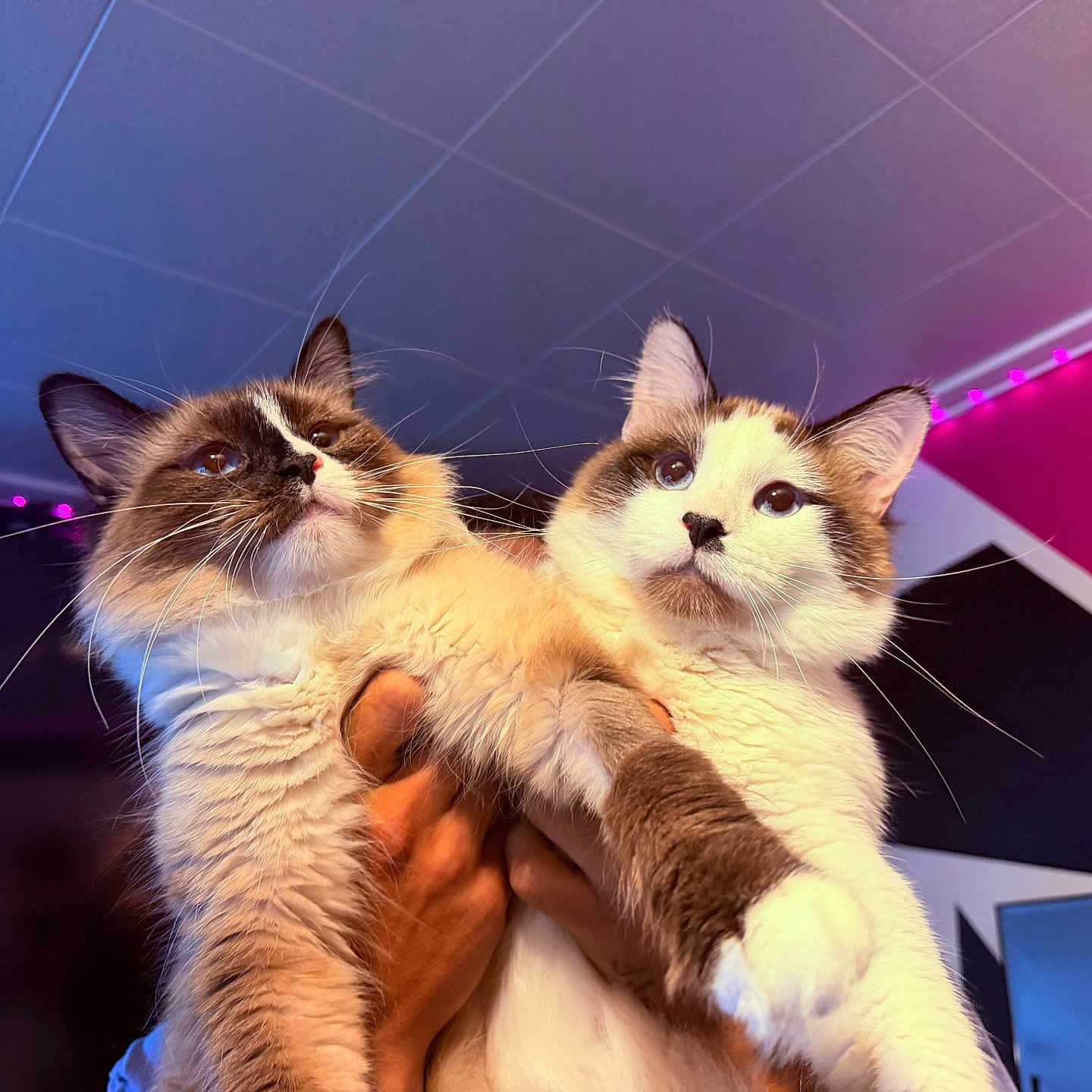Shroom joined the competition — help win amazing prizes! cat, two_cats, fluffy, indoor, led_lights, hand, pet, feline, curious, close_up, face, whiskers, ears, room, ceiling, pink_lights, colorful, domestic_animal, cute, holding