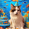 Shroom joined the competition — help win amazing prizes! cat, birthday, party_hat, cake, presents, fish_toys, underwater_theme, blue_backdrop, banner, celebration, orange, white, sand, decorations, pet, cute, festive, colorful, animal, portrait