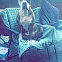 Rosie is registered to the contest to win money with this photo: dog, brindle, white, chair, blanket, pillow, outdoor, garden, grass, fence, patio, pet, animal, sitting, looking, backyard, toy, relaxed, calm, daylight