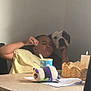 Rosie joined the competition — help win amazing prizes! child, dog, indoor, table, snack, cup, plush_toy, paper, wall, casual, cozy, friendship, pet, resting, light, shadow, yellow_shirt, brown_skin, white_black_dog, basket
