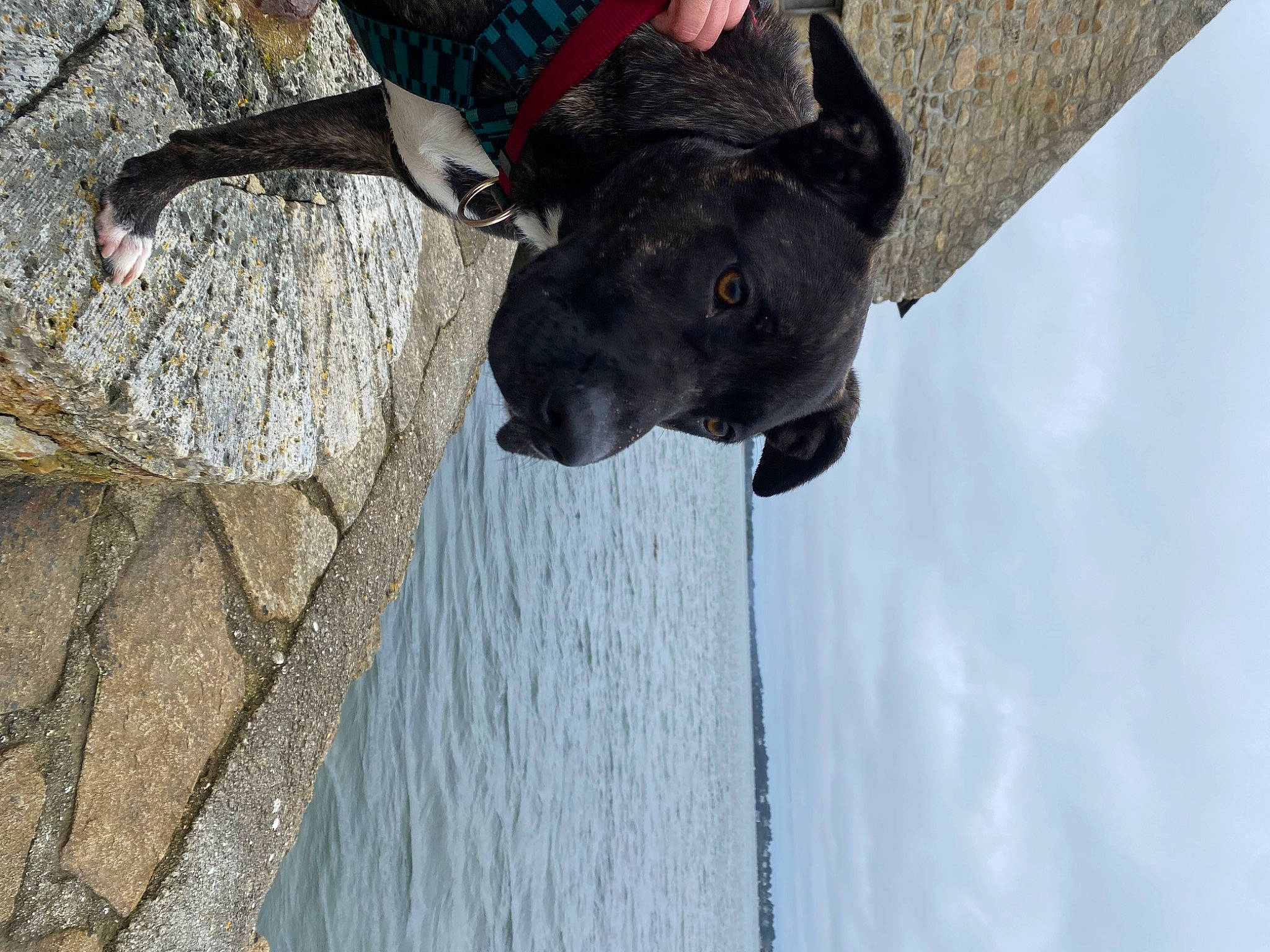 Gaïa a rejoint le concours — aidez-le/la à gagner de superbes lots ! adventure, carnivore, cloud, collar, dog, dog_breed, dog_collar, great_dane, grey, guard_dog, lake, sky, snout, tree, water, window, wood, working_animal, working_dog