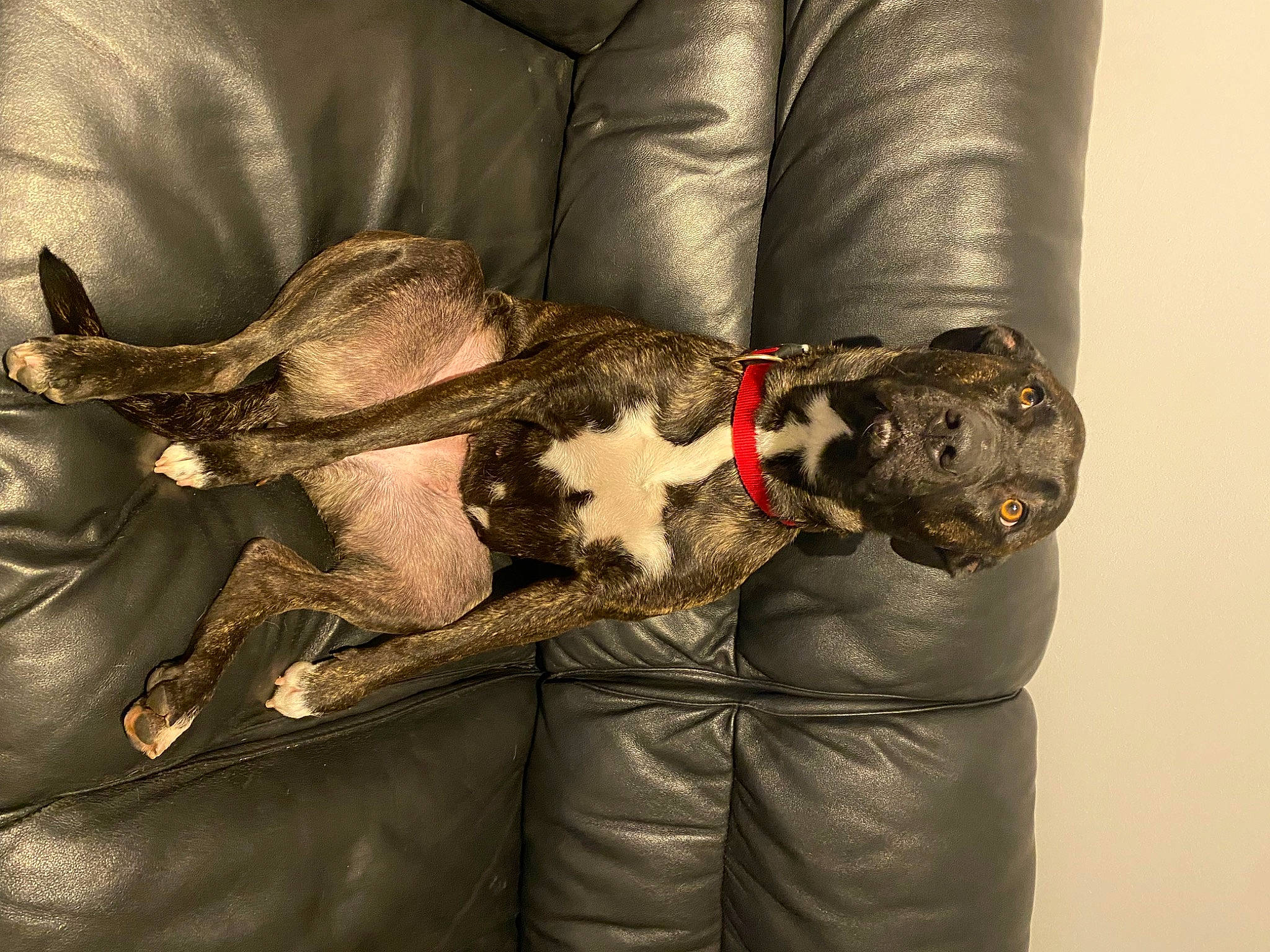 Gaïa a rejoint le concours — aidez-le/la à gagner de superbes lots ! bag, canidae, carnivore, collar, comfort, companion_dog, couch, dog, dog_breed, dog_supply, fawn, fur, human_leg, nap, paw, snout, sporting_group, tail, whiskers, working_animal