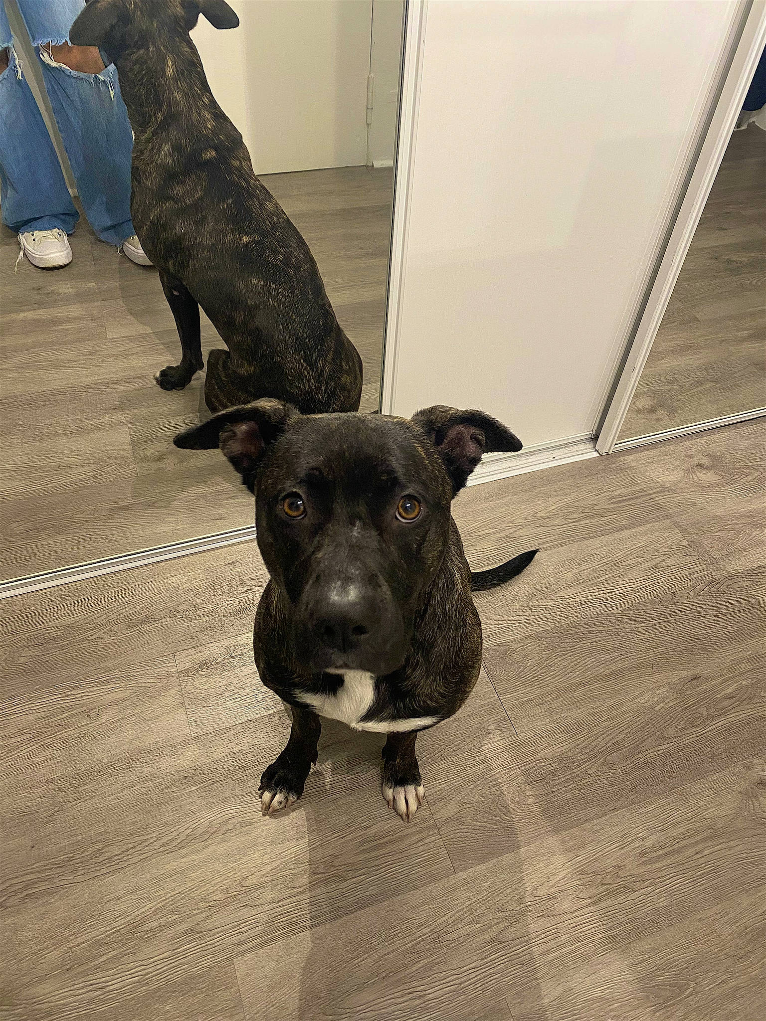 Gaïa a rejoint le concours — aidez-le/la à gagner de superbes lots ! art, canidae, carnivore, collar, companion_dog, dog, dog_breed, fawn, floor, flooring, grey, guard_dog, hardwood, snout, sporting_group, tail, terrestrial_animal, tints_and_shades, wood, working_animal