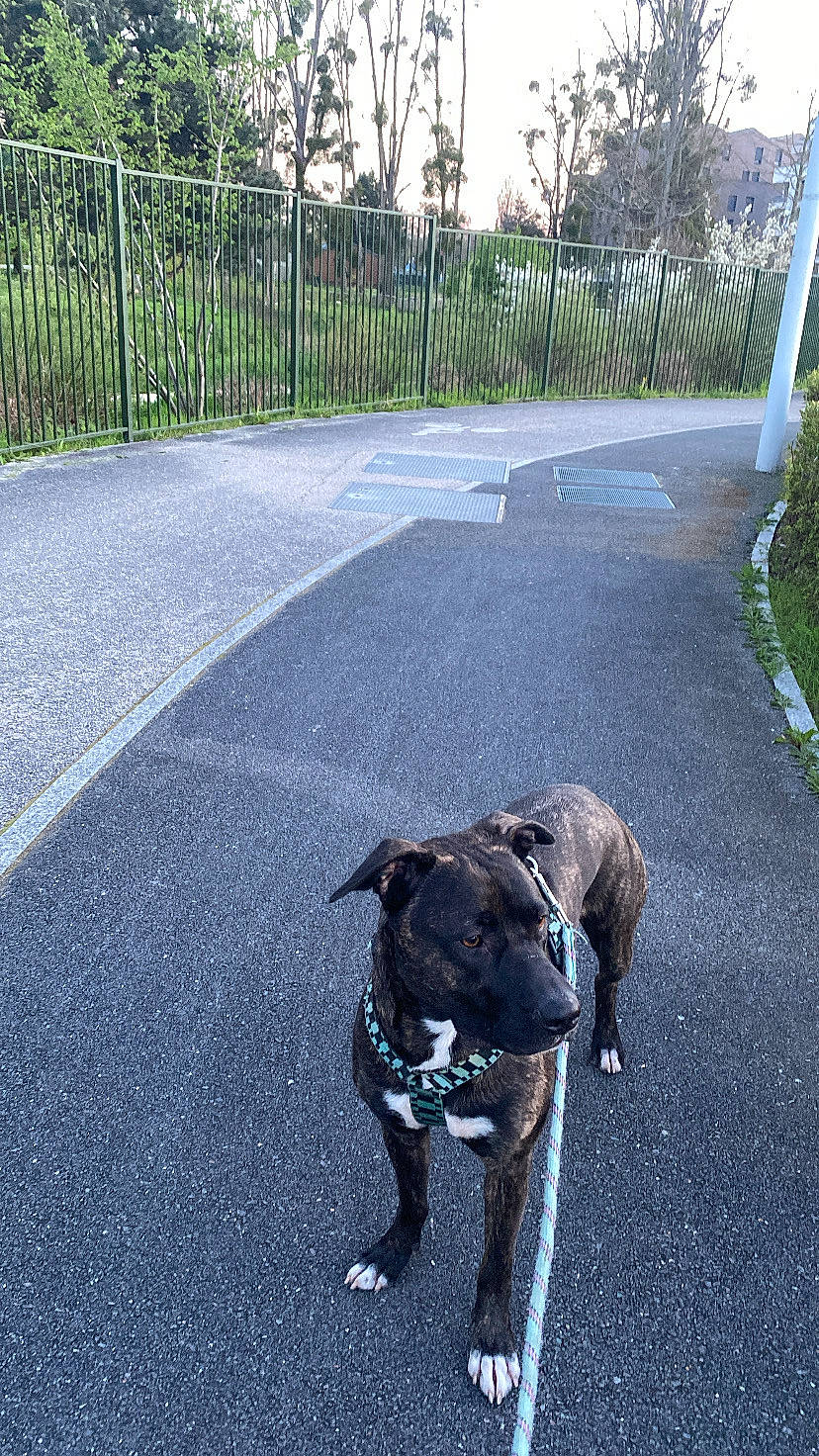 Gaïa a rejoint le concours — aidez-le/la à gagner de superbes lots ! asphalt, carnivore, collar, companion_dog, dog, dog_breed, dog_collar, fence, grass, leash, pet_supply, plant, road, road_surface, sidewalk, snout, tail, tar, tree, working_animal