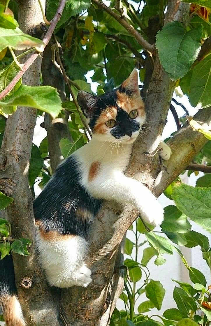 Choupi