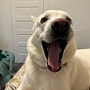 Leo is registered to the contest to win money with this photo: dog, white_dog, yawning, tongue_out, close_up, pet, indoor, bed, blanket, door, nose, canine, fur, whiskers, collar, mouth_open, portrait, sleepy, playful, animal