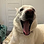 dog, white_dog, yawning, tongue_out, close_up, pet, indoor, bed, blanket, door, nose, canine, fur, whiskers, collar, mouth_open, portrait, sleepy, playful, animal