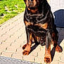 animal, black_and_tan, calm, canine, companion, daylight, dog, fur, garden, grass, leisure, nature, outdoor, patio, pavement, pet, rottweiler, shadow, sitting, sunlight