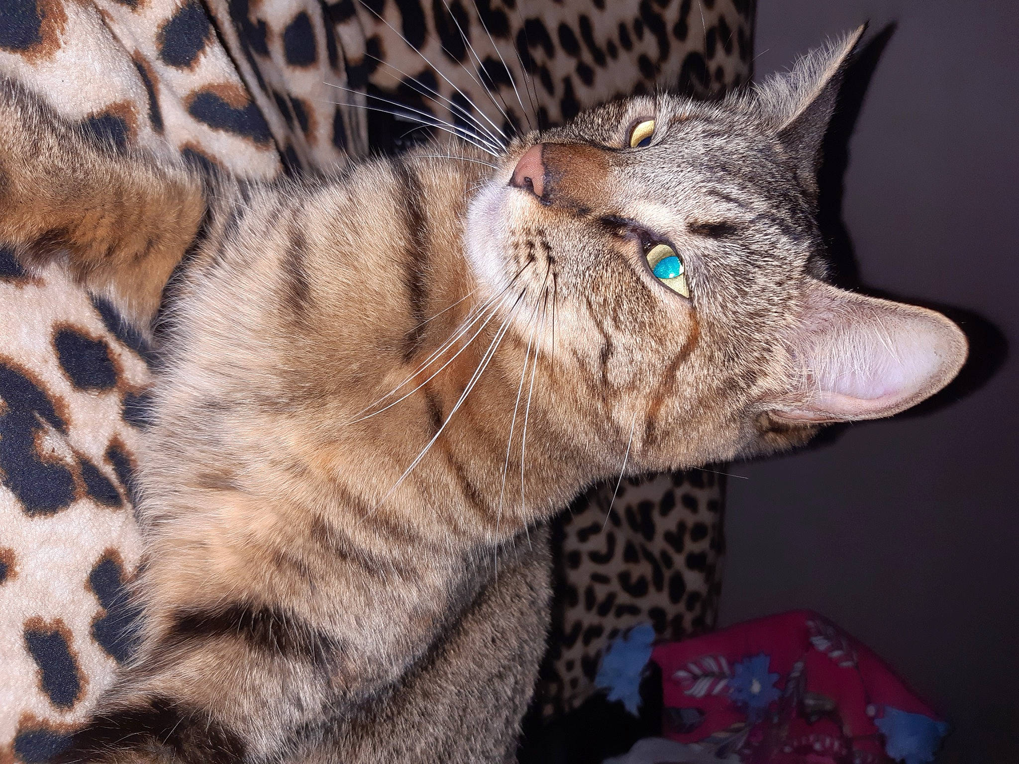 Princesse participe au concours pour gagner de l'argent avec cette photo : big_cats, carnivore, cat, claw, domestic_short_haired_cat, eye, felidae, fur, organism, paw, small_to_medium_sized_cats, snout, terrestrial_animal, whiskers, wildlife