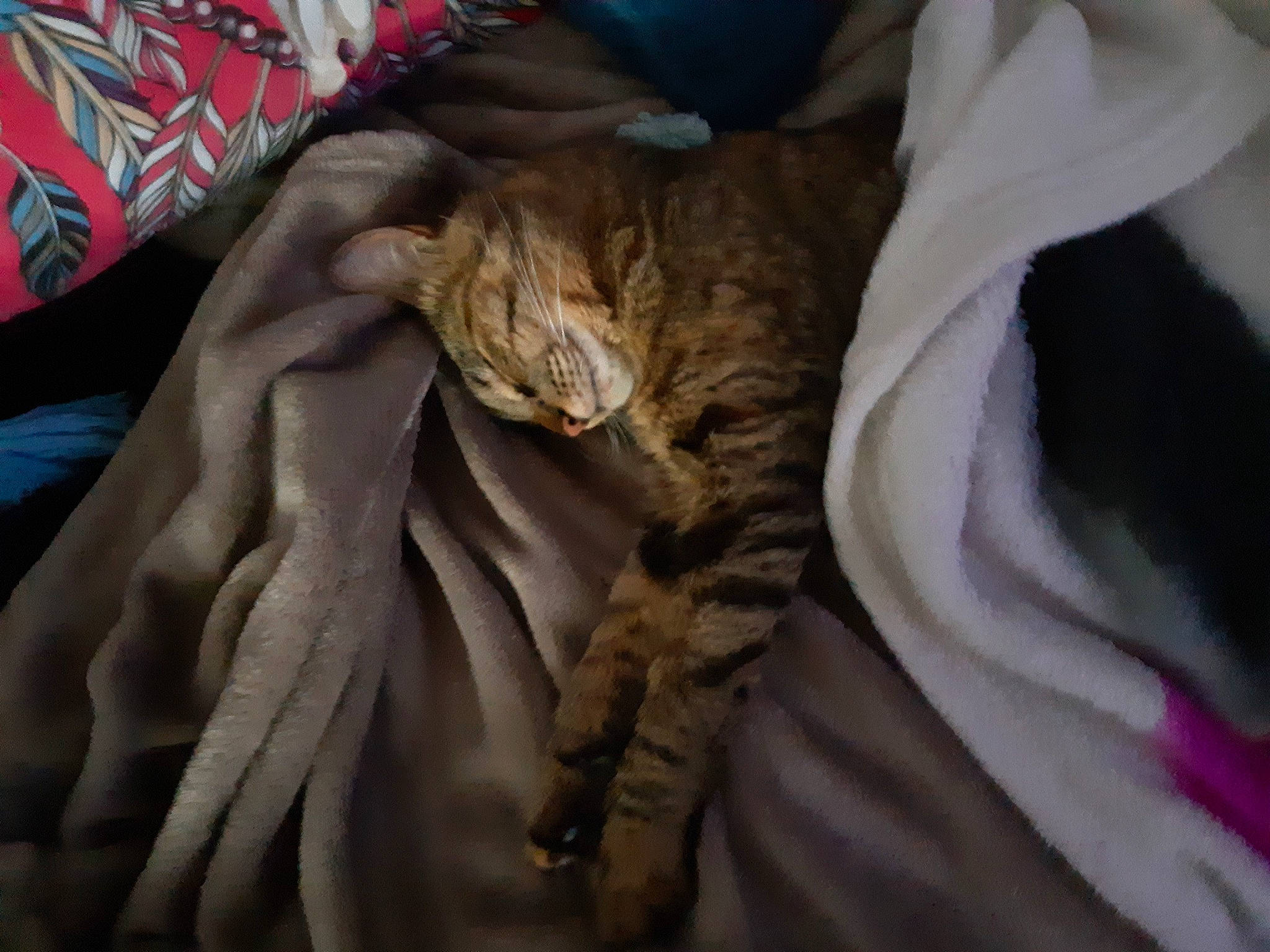 Princesse participe au concours pour gagner de l'argent avec cette photo : bed, bed_sheet, bedding, brown, carmine, carnivore, cat, comfort, domestic_short_haired_cat, fawn, felidae, fur, linens, nap, sleep, sleeve, small_to_medium_sized_cats, terrestrial_animal, whiskers, wrinkle