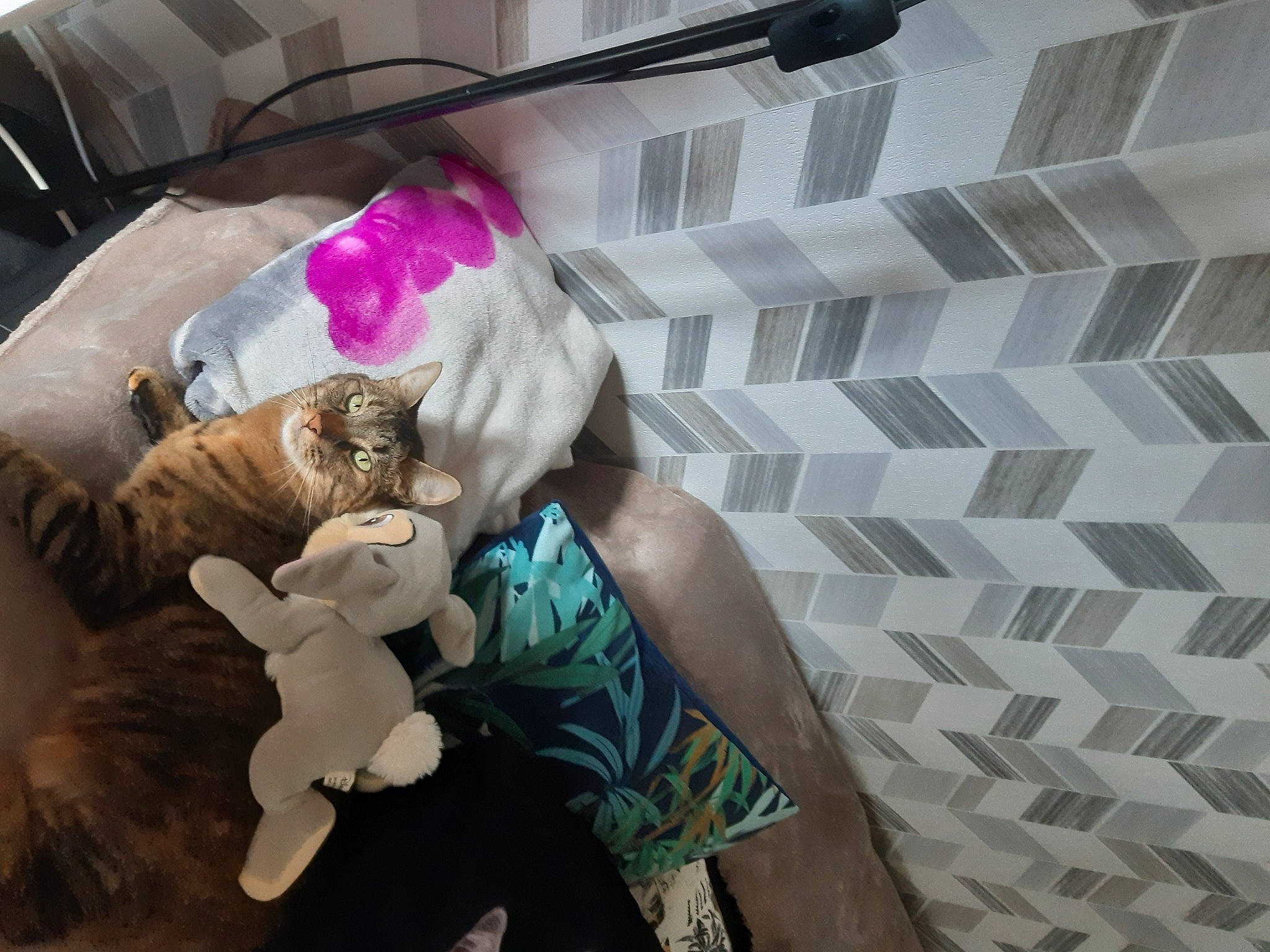 Princesse a rejoint le concours — aidez-le/la à gagner de superbes lots ! companion_dog, doll, fashion_accessory, fawn, flooring, fun, fur, hair_coloring, human_leg, magenta, nail, petal, plush, room, stuffed_toy, teddy_bear, textile, thigh, toy, wrist