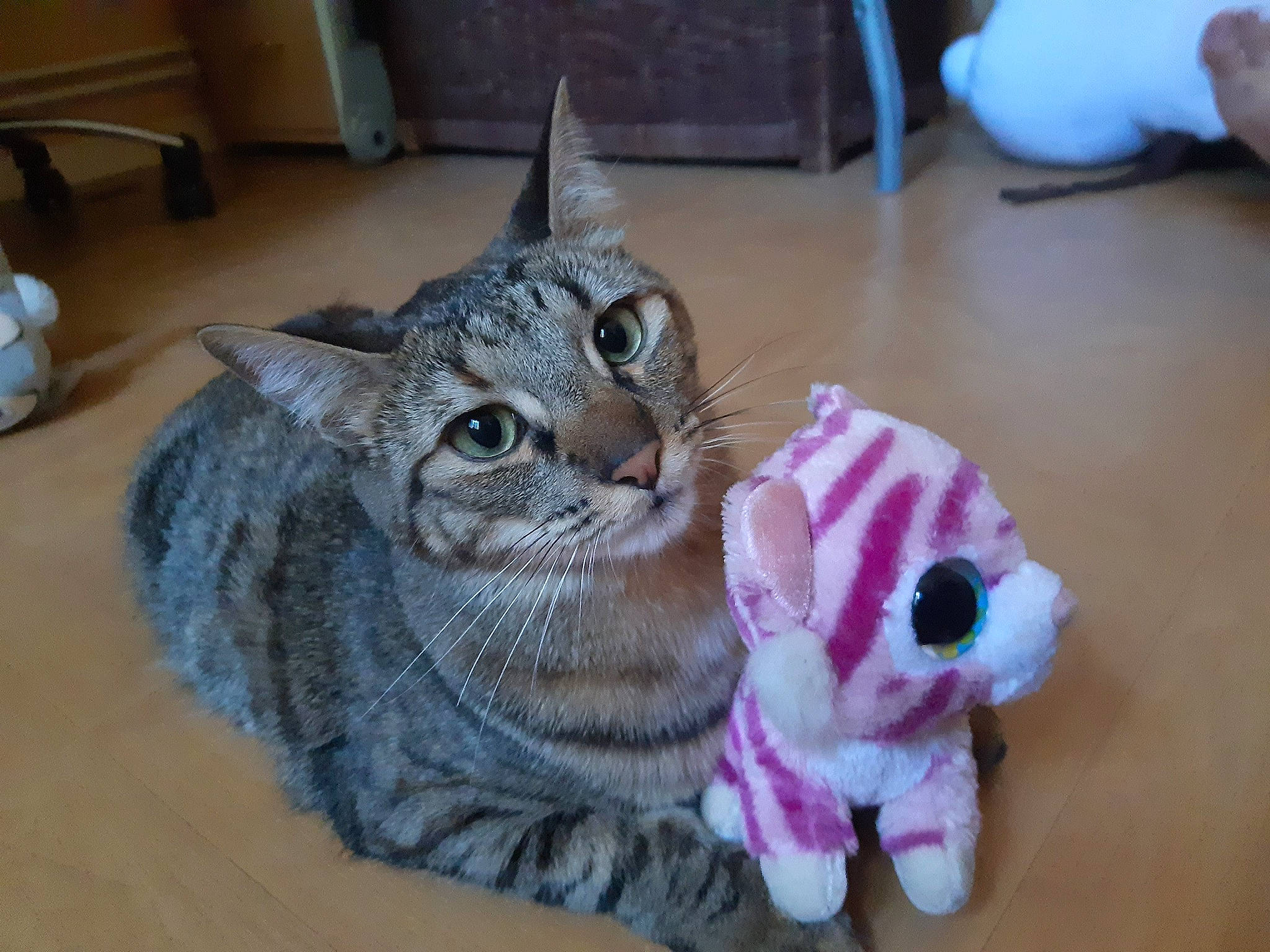 Princesse participe au concours pour gagner de l'argent avec cette photo : american_shorthair, asian, carnivore, cat, domestic_short_haired_cat, dragon_li, egyptian_mau, european_shorthair, felidae, kitten, mammal, ocicat, oriental_shorthair, paw, pixie_bob, small_to_medium_sized_cats, snout, tabby_cat, vertebrate, whiskers