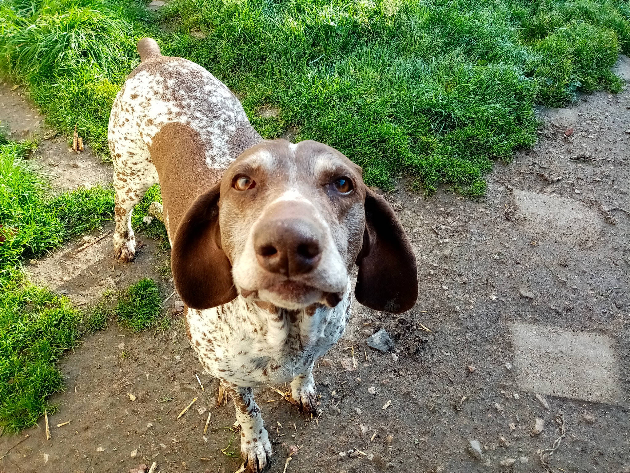 élza participe au concours pour gagner de l'argent avec cette photo : basset_bleu_de_gascogne, bracco_italiano, braque_francais, canidae, carnivore, dog, dog_breed, german_shorthaired_pointer, hunting_dog, mammal, pachon_navarro, pointing_breed, rare_breed_dog, sporting_group, vertebrate