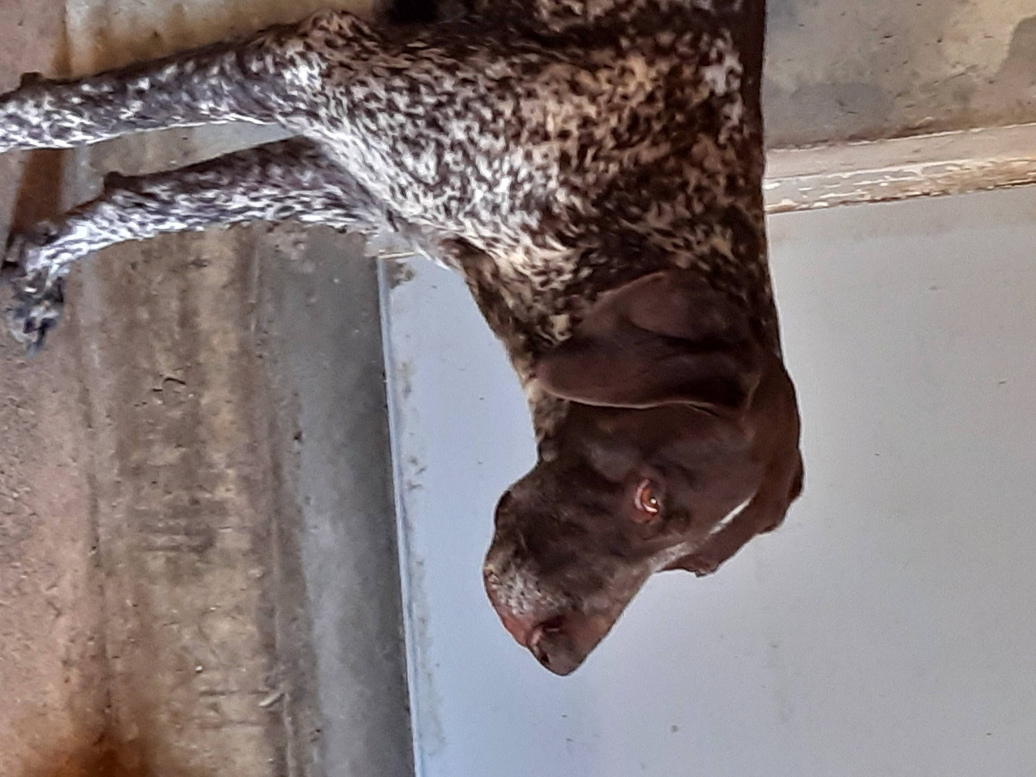 Idéfix participe au concours pour gagner de l'argent avec cette photo : art, metal, sculpture, snout, tree, water, wood