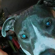 Gigi joined the competition — help win amazing prizes! dog, close_up, pet, animal, face, ears, nose, eyes, indoor, dim_light, grainy, curious, portrait, canine, muzzle, whiskers, snout, looking, blue_eyes, companion