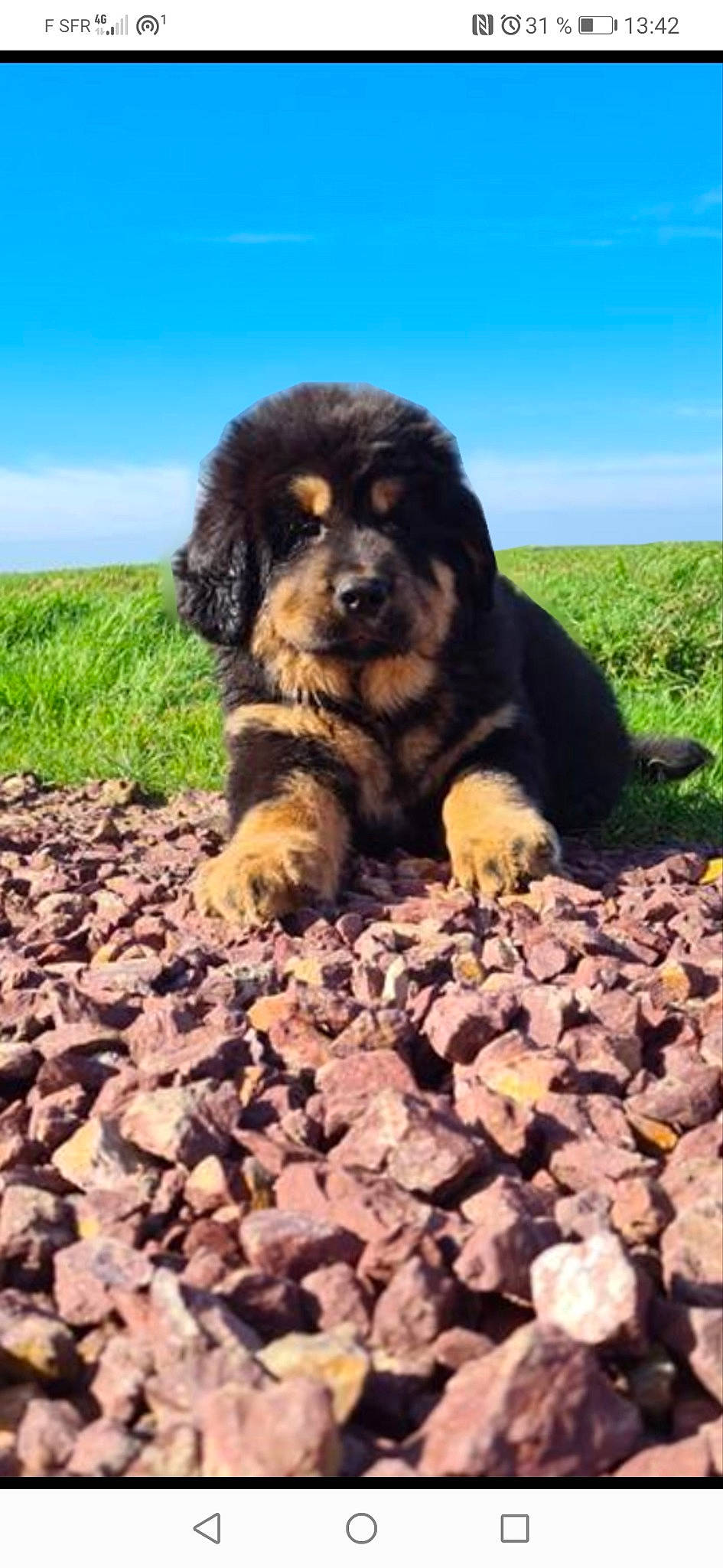 Rosco a rejoint le concours — aidez-le/la à gagner de superbes lots ! canidae, carnivore, cloud, companion_dog, dog, dog_breed, fur, gaddi_kutta, grass, landscape, liver, plant, rock, sky, snout, soil, sporting_group, terrestrial_animal, wildlife, working_animal