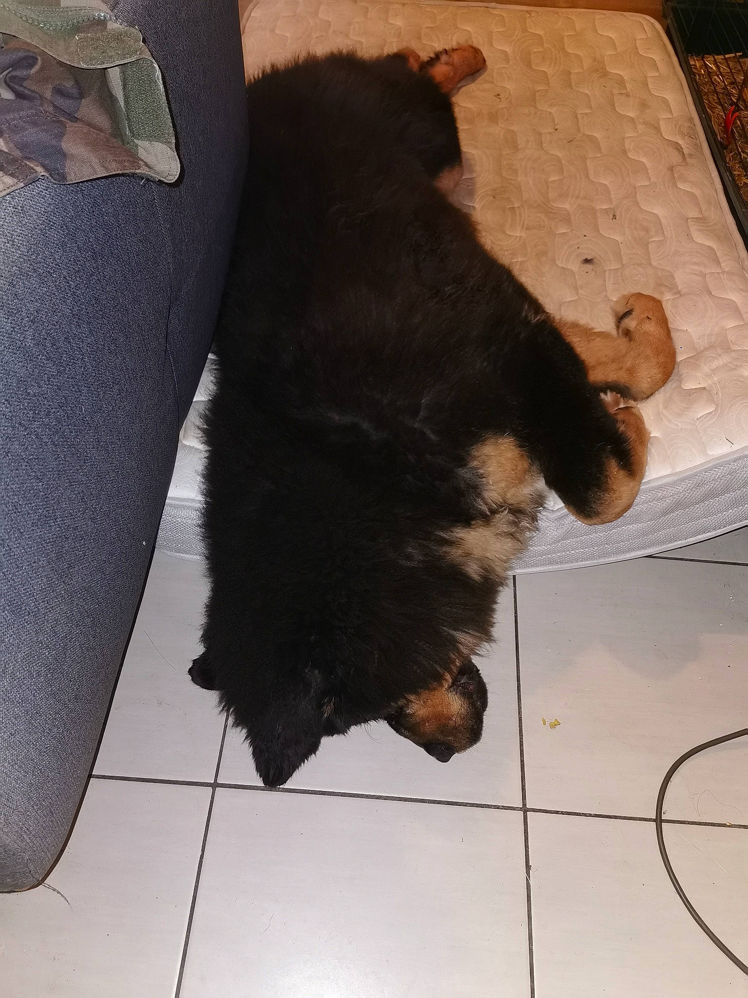 Rosco participe au concours pour gagner de l'argent avec cette photo : canidae, carnivore, claw, comfort, companion_dog, dog, dog_breed, felidae, floor, flooring, foot, fur, human_leg, mammal, paw, small_to_medium_sized_cats, snout, sporting_group, tail, tints_and_shades