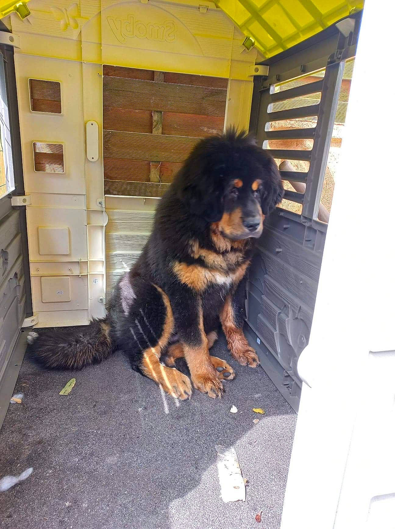 Rosco a rejoint le concours — aidez-le/la à gagner de superbes lots ! cabinetry, canidae, carnivore, companion_dog, dog, dog_breed, door, driveway, flooring, fur, snout, sporting_group, wood, working_dog