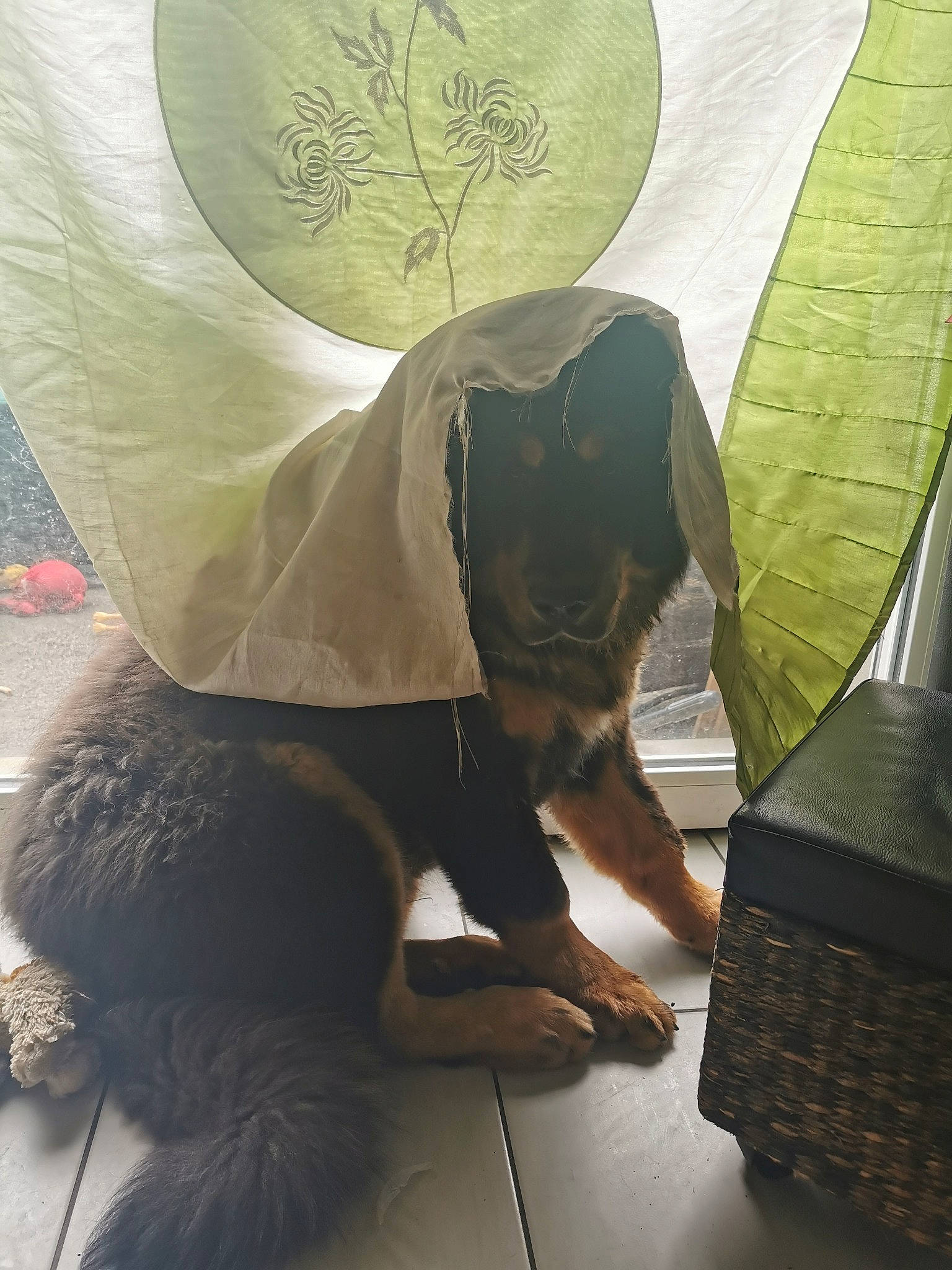 Rosco a rejoint le concours — aidez-le/la à gagner de superbes lots ! carnivore, comfort, companion_dog, couch, dog, dog_breed, fawn, felidae, flooring, human_leg, linens, plant, sitting, small_to_medium_sized_cats, sporting_group, tail, tints_and_shades, toy_dog, whiskers, working_animal