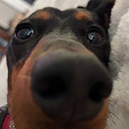 Milo joined the competition — help win amazing prizes! dog, close_up, nose, pet, animal, black_and_brown, collar, indoor, blanket, cute, face, snout, lying_down, fur, ears, domestic_animal, canine, portrait, whiskers, curious
