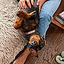 Milo joined the competition — help win amazing prizes! dog, pet, playing, upside_down, lap, person, hand, floor, wooden_floor, rug, casual, home, relaxed, collar, nail_polish, blue_jeans, watch, paw, cute, indoor