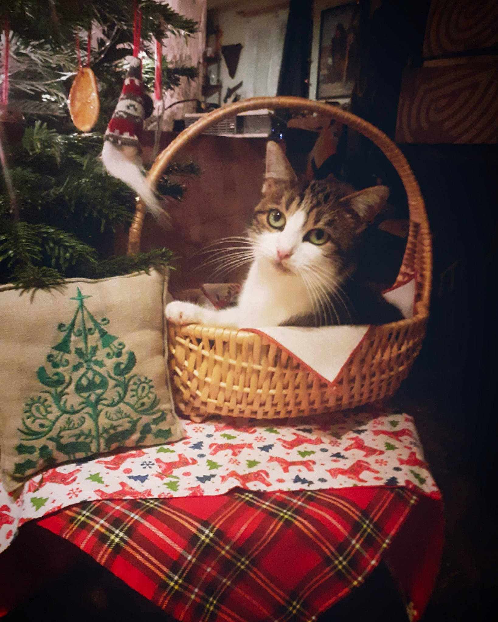 éole a rejoint le concours — aidez-le/la à gagner de superbes lots ! basket, carnivore, cat, cat_supply, christmas, christmas_tree, domestic_short_haired_cat, event, felidae, green, holiday, light, linens, pattern, plaid, small_to_medium_sized_cats, tartan, textile, whiskers, wood