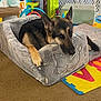 dog, german_shepherd, pet_bed, plush_bed, colorful_toys, play_mat, baby_gate, toy_kitchen, carpet, paws, ears, muzzle, fur, eyes, relaxed, resting, indoors, home, portrait, childrens_toy