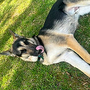 Milo joined the competition — help win amazing prizes! dog, german_shepherd, pet, tongue_out, grass, collar, outdoor, sunlight, lying_down, playful, fur, ears, muzzle, happy, relaxed, close_up, park, resting, mammal, side_view