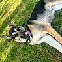 dog, german_shepherd, pet, tongue_out, grass, collar, outdoor, sunlight, lying_down, playful, fur, ears, muzzle, happy, relaxed, close_up, park, resting, mammal, side_view