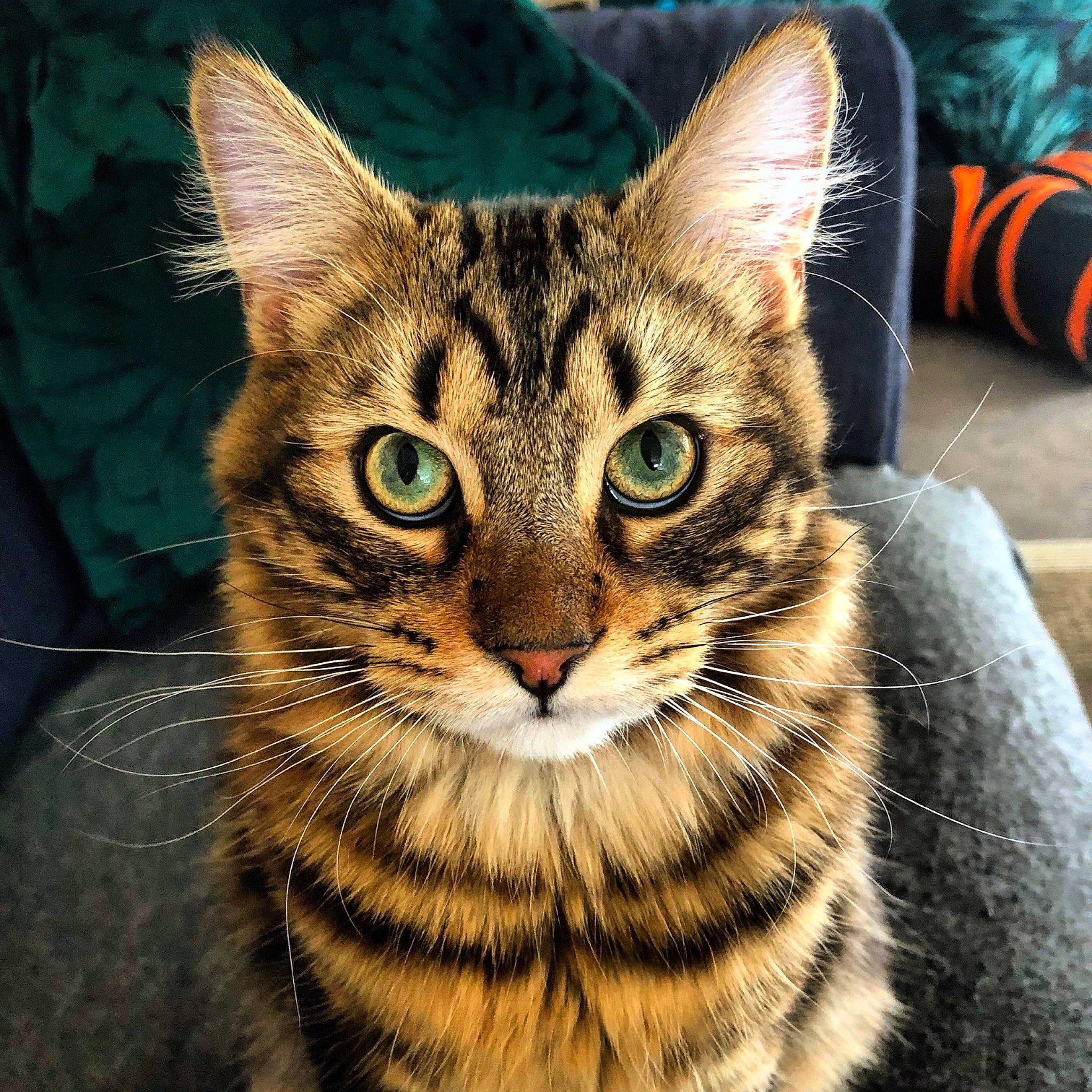 Boons a rejoint le concours — aidez-le/la à gagner de superbes lots ! aegean_cat, american_shorthair, american_wirehair, asian, bengal, california_spangled, carnivore, cat, domestic_short_haired_cat, dragon_li, european_shorthair, eye, felidae, mammal, small_to_medium_sized_cats, snout, tabby_cat, toyger, vertebrate, whiskers