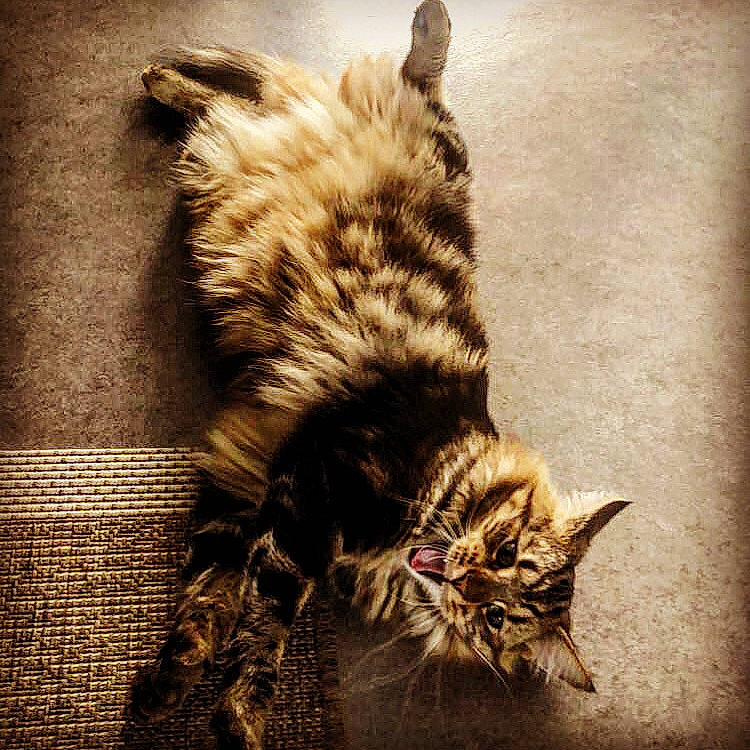 Boons participe au concours pour gagner de l'argent avec cette photo : asian, carnivore, cat, claw, dragon_li, ear, european_shorthair, felidae, fur, kitten, laperm, maine_coon, norwegian_forest_cat, organism, pixie_bob, small_to_medium_sized_cats, tabby_cat, tail, whiskers, wild_cat