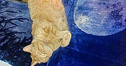Dee Dee joined the competition — help win amazing prizes! cat, orange_cat, sleeping, blanket, moon_pattern, blue_blanket, human_arm, resting, indoor, cozy, relaxation, feline, fur, paw, bed, wooden_floor, comfort, nap, domestic_animal, pet
