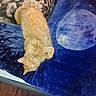 cat, orange_cat, sleeping, blanket, moon_pattern, blue_blanket, human_arm, resting, indoor, cozy, relaxation, feline, fur, paw, bed, wooden_floor, comfort, nap, domestic_animal, pet