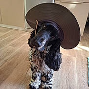 Samy participe au concours pour gagner de l'argent avec cette photo : dog, black_and_white, hat, floppy_hat, pet, indoors, wooden_floor, kitchen, curious, cute, animal, canine, domestic, fur, ears, sitting, tilted_head, natural_light, flooring, appliance