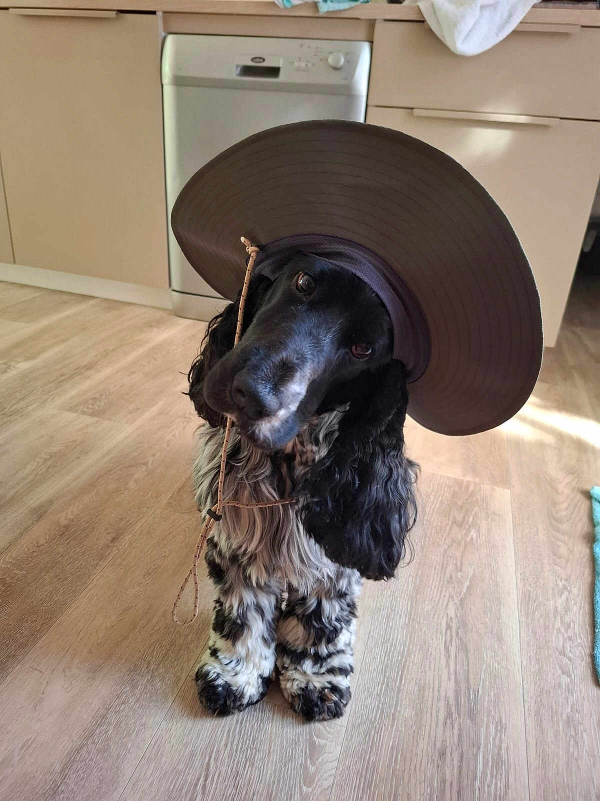 Samy participe au concours pour gagner de l'argent avec cette photo : dog, black_and_white, hat, floppy_hat, pet, indoors, wooden_floor, kitchen, curious, cute, animal, canine, domestic, fur, ears, sitting, tilted_head, natural_light, flooring, appliance