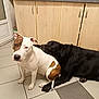 dog, white_dog, black_dog, brown_patch, pet, indoor, kitchen, tile_floor, cabinet, countertop, relaxed, companion, animal, friendship, floor, domestic, cute, canine, resting, home