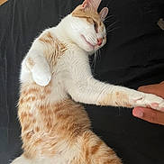 Oxbow participe au concours pour gagner de l'argent avec cette photo : cat, orange_and_white, tabby, furry, relaxed, lying_down, belly, paw, whiskers, ears, pink_nose, pink_paw_pads, pet, domestic_cat, close_up, portrait, indoor, dark_background, human_hand, cuddling