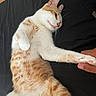 cat, orange_and_white, tabby, furry, relaxed, lying_down, belly, paw, whiskers, ears, pink_nose, pink_paw_pads, pet, domestic_cat, close_up, portrait, indoor, dark_background, human_hand, cuddling