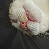Oxbow a rejoint le concours — aidez-le/la à gagner de superbes lots ! cat, sleeping, sleepy, close_up, white_fur, orange_fur, pink_nose, whiskers, teeth, animal, pet, feline, portrait, face, muzzle, relaxed, indoor, dark_background, fabric, cute
