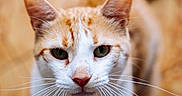 Oxbow participe au concours pour gagner de l'argent avec cette photo : cat, orange_cat, white_cat, animal, pet, feline, portrait, close_up, face, whiskers, ears, green_eyes, nose, fur, short_hair, indoors, warm_lighting, shallow_depth_of_field, centered_composition, photography