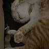 Oxbow a rejoint le concours — aidez-le/la à gagner de superbes lots ! cat, sleeping, curled_up, orange_and_white, pet, furry, whiskers, pink_nose, paws, claws, tail, striped_fur, relaxed, nap, cozy, indoors, dark_background, cushion, close_up, portrait