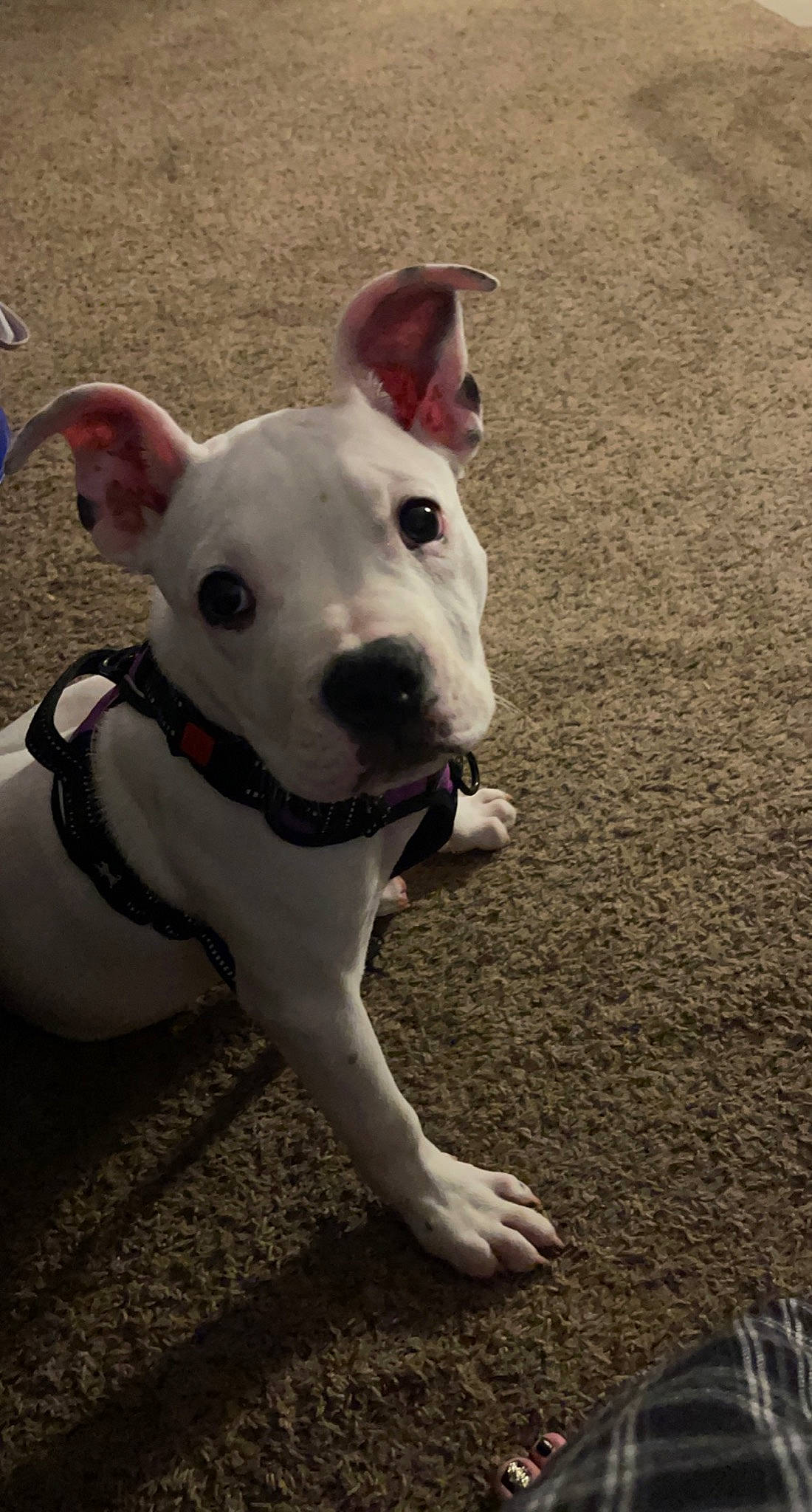 Doja joined the competition — help win amazing prizes! canidae, carnivore, collar, companion_dog, dog, dog_breed, dog_collar, dog_supply, dogo_guatemalteco, fawn, non_sporting_group, pet_supply, pit_bull, recreation, snout, soil, sporting_group, tail, whiskers, working_animal